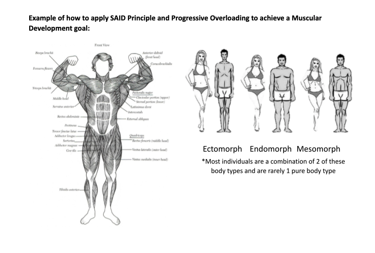 Example of how to apply SAID Principle and Progressive Overloading to achieve a muscular development goal.